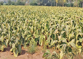 ભાઠા સામૂહિક ખેતી મંડળીની હરાજીમાં મણ તમાકુનો રેકોર્ડબ્રેક રૂા. 4,251 ભાવ ખૂલ્યો | Man tobacco opens at record breaking price of Rs 4 251 in Kheti Mandali auction