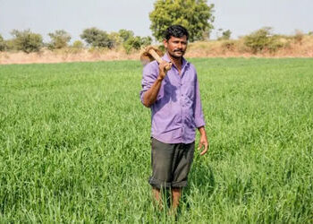 ગુજરાતમાં ઘઉંની ટેકાના ભાવે ખરીદી માટે નોંધણીની સમયમર્યાદા લંબાવાઈ, જાણો અંતિમ તારીખ | Registration …