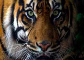 માતા ચિત્તાના જડબામાંથી પોતાના ૯ વર્ષના પુત્રને પાછો ખેંચી લાવી, કુનો નેશનલ પાર્ક વિસ્તારની ઘટના | M…