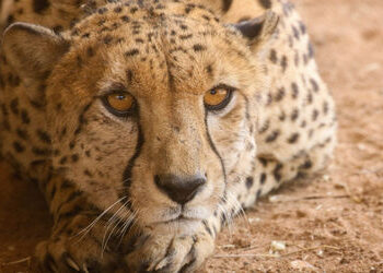 કુનો નેશનલ પાર્કની બહાર પાંચ ચિત્તા બહાર આવ્યા, પાલતું પ્રાણીનો કર્યો શિકાર | Five leopards came out…