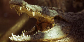 તળાવમાંથી મગરનો હુમલો : વૃદ્ધાને અંદર ખેંચી ગયા બાદ ત્રણ કલાકે લાશ મળી | Crocodile attack on woman i…