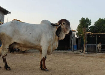 સરકારી નોકરી ઠુકરાવી ગોપાલનનો ધંધો કર્યો, દૂધ વેચી અમરેલીનો યુવા મહિને કમાય છે 4,20,000 | A meager i…