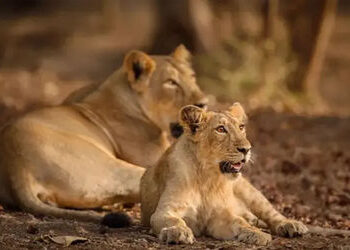 ગુજરાતમાં 5 વર્ષમાં 669 એશિયાટિક સિંહના મોત, 2024માં સૌથી વધુ 165એ જીવ ગુમાવ્યાં | 669 asiatic lions…