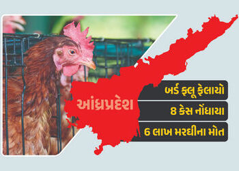 દેશના આ રાજ્યમાં બર્ડ ફ્લૂથી હાહાકાર, 8 કેસ સામે આવ્યા, 6 લાખ મરઘીના મોત | Bird Flu 8 Cases Reported…