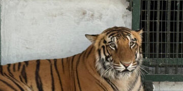 ગ્વાલીયરથી લાવવામાં આવેલા વાઘ-કાળીયારની જોડી મુલાકાતીઓ નિહાળી શકશે | Brought from Gwalior