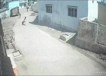 જામનગરના જોડિયા ભૂંગામાં દસ વર્ષની માસુમ બાળકીને બે શ્વાનોએ બચકા ભર્યા | A ten year old innocent gir…