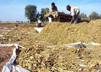 નડિયાદ તાલુકામાં તમાકુના ભાવ જાહેર ના કરાતાં ખેડૂતોને મુશ્કેલી | Farmers face problems due to non di…