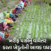 ગુજરાતના ખેડૂતો માટે રાહતના સમાચાર: સિંચાઈ માટે એક મહિનો વહેલું પાણી મળશે, 13 લાખ ધરતીપુત્રોને મળશે …