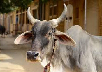 રસ્તા વચ્ચે ગાય આવી જતા બાઇક સવાર પટકાયો | Bike rider hit by cow crossing the road
