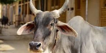 રસ્તા વચ્ચે ગાય આવી જતા બાઇક સવાર પટકાયો | Bike rider hit by cow crossing the road