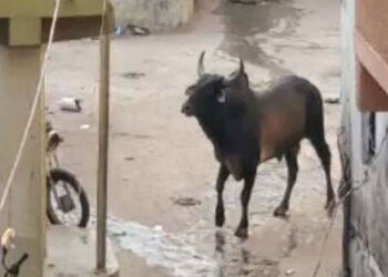 જામનગરમાં નરાધમ શખ્સ દ્વારા ગાય સાથે સૃષ્ટિ વિરૂધ્ધનું કૃત્ય | Unscrupulous person commits act again…