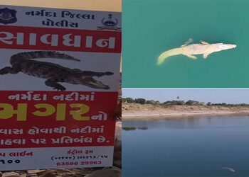 ઉત્તર વાહિની નર્મદા પરિક્રમા દરમિયાન મગર દેખાયો, તંત્રની ચેતવણી છતાં લોકો ઉઠાવે છે નદીમાં સ્નાનનું જ…