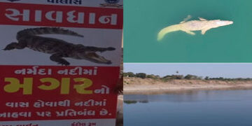 ઉત્તર વાહિની નર્મદા પરિક્રમા દરમિયાન મગર દેખાયો, તંત્રની ચેતવણી છતાં લોકો ઉઠાવે છે નદીમાં સ્નાનનું જ…