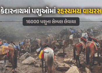 કેદારનાથમાં ગંભીર વાયરસ! બે દિવસમાં 14 ઘોડા-ખચ્ચરના મોત, 16000 પશુના સેમ્પલ લેવાયા, કેન્દ્ર સરકાર હર…