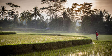 ચોમાસું વહેલું આવવાથી ખેડૂતોને ફાયદો કે નુકસાન? કયા રાજ્યમાં સૌથી વધુ અસર, જાણો | will the early arr…