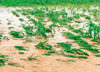 વહેલા ચોમાસાને કારણે વિવિધ પાકનેે નુકસાન | Damage to various crops due to early monsoon