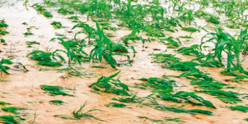 વહેલા ચોમાસાને કારણે વિવિધ પાકનેે નુકસાન | Damage to various crops due to early monsoon