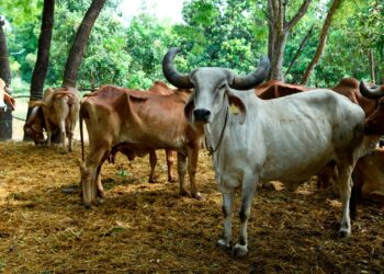 પ્રાકૃતિક કૃષિ માટે ગૌદાન : સાણંદના ગજેન્દ્રસિંહ વાઘેલાએ ૫૦થી વધુ ખેડૂતોને ગાયો નિઃશુલ્ક આપી