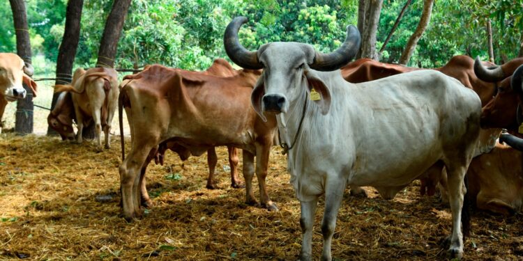 પ્રાકૃતિક કૃષિ માટે ગૌદાન : સાણંદના ગજેન્દ્રસિંહ વાઘેલાએ ૫૦થી વધુ ખેડૂતોને ગાયો નિઃશુલ્ક આપી