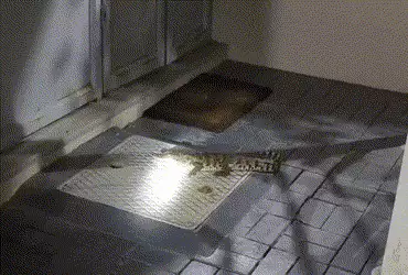 વડોદરાના મકરપુરામાં રહેણાંક વિસ્તારમાંથી વધુ એક મગરનું રેસ્ક્યુ, ચોમાસામાં સાવચેતી જરૂરી | People we…