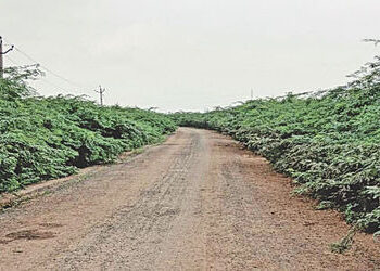 લખતરના છારદ-લીંબડ રોડ પર બાવળોના સામ્રાજ્યથી અકસ્માતનો ભય | Fear of accidents due to the dominance o…