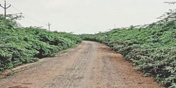 લખતરના છારદ-લીંબડ રોડ પર બાવળોના સામ્રાજ્યથી અકસ્માતનો ભય | Fear of accidents due to the dominance o…