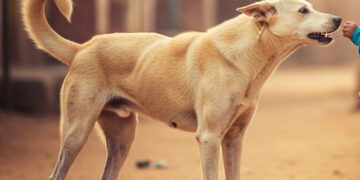 સુરત નજીક કોસાડીમાં કૂતરાએ 6 વર્ષની બાળકીને ફાડી ખાધી, દંપતી પર દુઃખનો પહાડ તૂટી પડ્યો | Surat Mangr…