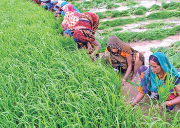 સારા ચોમાસાની અસર : ખરીફ વાવણી વિસ્તાર 708 લાખ હેક્ટરને વટાવી ગયો | Impact of good monsoon: Kharif s…