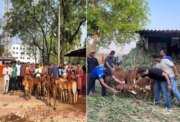 અડાજણના યુવાનોનું અનોખી ગૌસેવા : વર્ષ દરમિયાન યંગસ્ટર્સ ગ્રુપ ગૌશાળાઓમાં કરે છે સફાઈ અભિયાન | surat …
