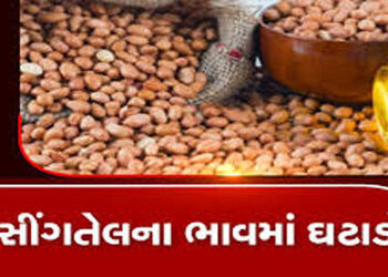મગફળીના વિક્રમી વાવેતરના પગલે સૌરાષ્ટ્ર સિંગતેલના ભાવમાં કડાકો | Saurashtra Singoil prices plunge fo…