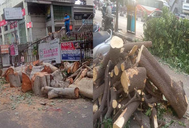 સુરતના અડાજણમાં 24 કલાક ઓક્સિજન આપતા પીપળા સહિતના મોટા વૃક્ષો કાપી નાંખ્યા | Big trees including pee…