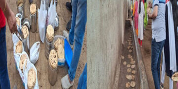 જામનગર પાલિકા હસ્તકની ગૌશાળામાં “કેર ફોર હ્યુંમીનિટી ફાઉન્ડેશન” દ્વારા 2000 લાડુ તથા 2000 રોટલી ગાયો…