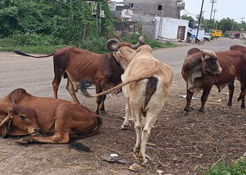 રાજકોટ જિલ્લામાં 70,000 જેટલા ખૂંખાર ખૂંટિયા ‘ન ઘરના ન ઘાટના’ ! | Around 70 000 horrifying piles of …
