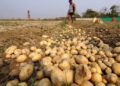 ગુજરાતમાં 10 વર્ષમાં બટાટાનું ઉત્પાદન 12 લાખ મેટ્રિક ટન વધ્યું પણ ખેડૂતો ઠેરના ઠેર, કંપનીઓના કારણે ન…