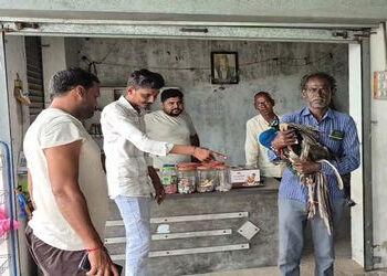 બાવળાના મીઠાપુર ગામે રાષ્ટ્રીય પક્ષી મોર ઇજાગ્રસ્ત થતાં રેસ્ક્યૂ કરવામાં આવ્યું | Injured national b…