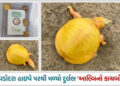 વડોદરા હાઇવે પરથી મળ્યો એક દુર્લભ ‘આલ્બિનો કાચબો’, કુતૂહલની સાથે ચિંતાનો વિષય | A rare ‘albino torto…