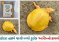 આલ્બિનો તરીકે ઓળખાતા પીળા રંગના કાચબાનું રેસ્ક્યૂ, ગુજરાતમાં પહેલો અને ભારતમાં સાતમો | rare albino i…