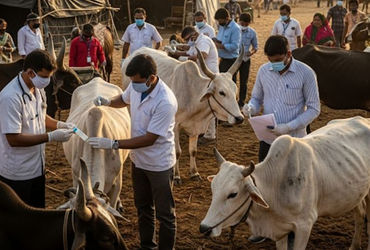 ગુજરાતના 12 જિલ્લામાં લમ્પી વાઈરસના 462 કેસ, 23 લાખથી વધુ પશુઓનું રસીકરણ કરાયું | Lumpy Virus Hits 1…