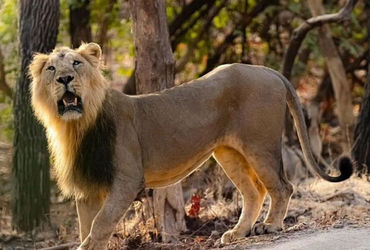 વિશ્વ સિંહ દિવસ: એક સમયે ગીર સુધી સીમિત સિંહોનું હવે આખા સૌરાષ્ટ્રમાં સામ્રાજ્ય | World Lion Day: Li…