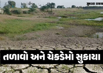 અમરેલીના લાઠી પંથકમાં વરસાદ ખેંચાતા ખેડૂતો ચિંતિત, જળસ્રોત ખાલીખમ | rains Shortage lakes and check d…