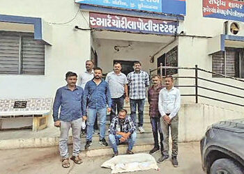 ચોટીલાના કાળાસર ગામમાં ગાંજાના 38 છોડ સાથે શખ્સ ઝડપાયો | Man arrested with 38 marijuana plants in Ka…