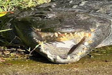 તાલાલાના ખીરધારના ખેડૂતનો મગરે ફાડી ખાધેલો મૃતદેહ નદીમાંથી મળ્યો | The body of a farmer from Khirdha…