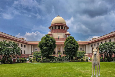 દિલ્હીમાં તમામ રખડતા કૂતરાઓ પકડવા સુપ્રીમ કોર્ટનો આદેશ