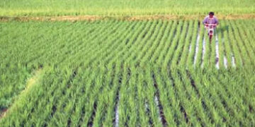 ઓગસ્ટમાં વરસાદનું જોર ઓછું થવા છતાં ખરીફ વાવેતરની 90 ટકા કામગીરી પૂરી | Despite the decrease in rain…