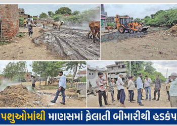 ધોળકાના પીસવાડા ગામમાં કોંગો ફીવરથી આધેડનું મોત, પશુઓથી માણસમાં ફેલાતી બીમારીથી તંત્ર ઍલર્ટ | Congo …