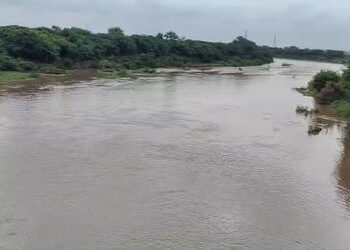 અમરેલી જિલ્લામાં ઉપરવાસમાં ભારે વરસાદ, શેત્રુંજી સહિતની નદીમાં પૂરની સ્થિતિ | amreli heavy rain floo…