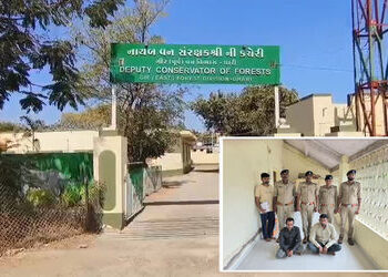 અમરેલી નજીક સિંહના મોત માટે જવાબદાર બે આરોપીની ધરપકડ, પૂછપરછમાં ચોંકાવનારી કબૂલાત | Amreli Lion Deat…
