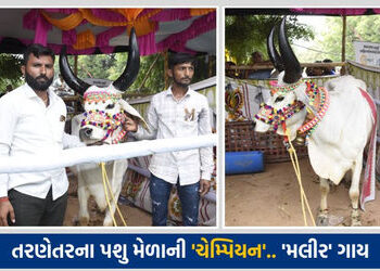તરણેતરના પશુ મેળામાં કચ્છની ‘મલીર’ ગાય બની ‘ચેમ્પિયન ઓફ ધ શો’, રૂ. એક લાખનું ઈનામ | kutch kankreji c…