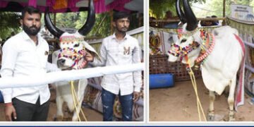 તરણેતરના પશુ મેળામાં કચ્છની ‘મલીર’ ગાય બની ‘ચેમ્પિયન ઓફ ધ શો’, રૂ. એક લાખનું ઈનામ | kutch kankreji c…