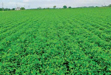 દહેગામમાં ૯૮, માણસામાં ૯૫, ગાંધીનગરમાં ૯૩ અને કલોલમાં ૮૨ ટકા વિસ્તારમાં વાવેતર | 98% of the area is …